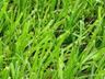 grass