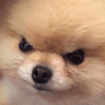 angryDoggo