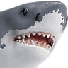 shark
