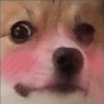 doggoBlush
