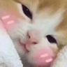 cattoBlush