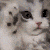 cattoPat