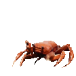 crabRave