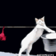 cattoWash