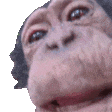 monkeyLick