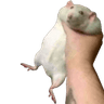 GrabTheFookinRat