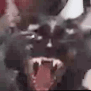 cat_oreo_scream