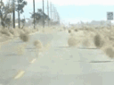 Tumbleweed