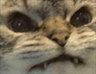 6495_Grrr