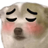 blushydoggo