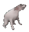 DanceDog