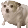 concerndoggo