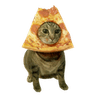 gatopizza