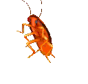 roachvibe