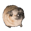 shakeass