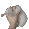 FatAssRat