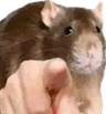 pointing_rat