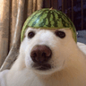 watermelonhat