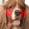 blushingdog
