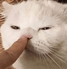 CatBoop