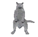 Catnaenae