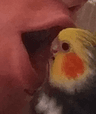 BirdPog
