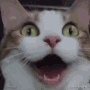 happicat