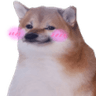 doguinho_timidx