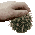c_cactus