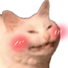 Catto_Blush
