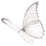 a_butterflywhite