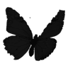 a_butterflyblack