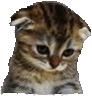 catsadness