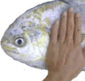 fishpat