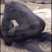gorillasex