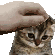 petsadkit
