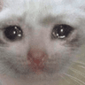 crying_cat