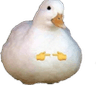 ft2_ducko