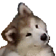 doggohyperconfused