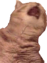 CatGAHHH