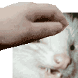 FerretPet