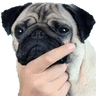 PugThink