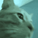 CatRainbow1