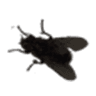 Fly