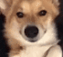 dogwink