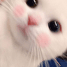 omgcutecatblushing