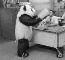 AngryPanda