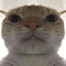 meme_cat_zoom