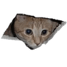 watchingu