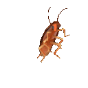 DancingRoach